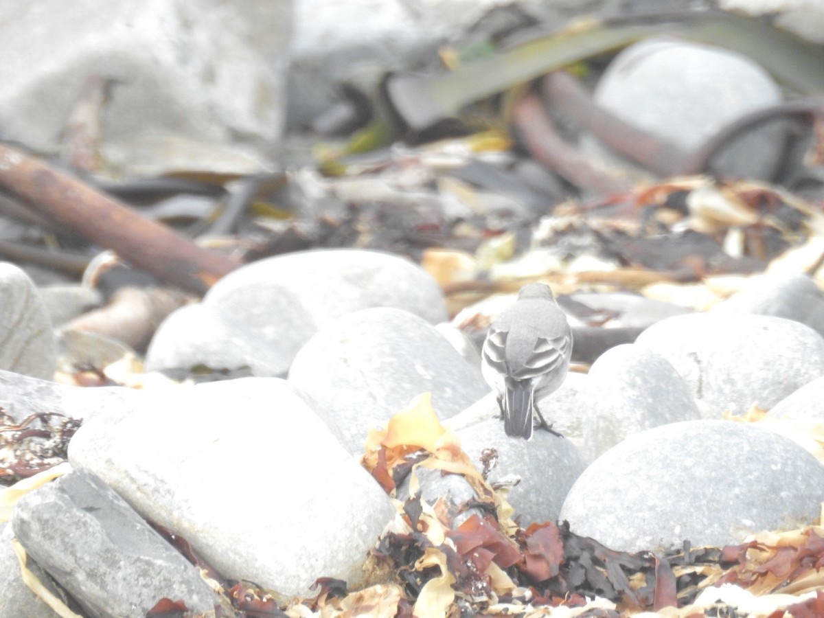 White Wagtail (White-faced) - Padraig  Cullinan