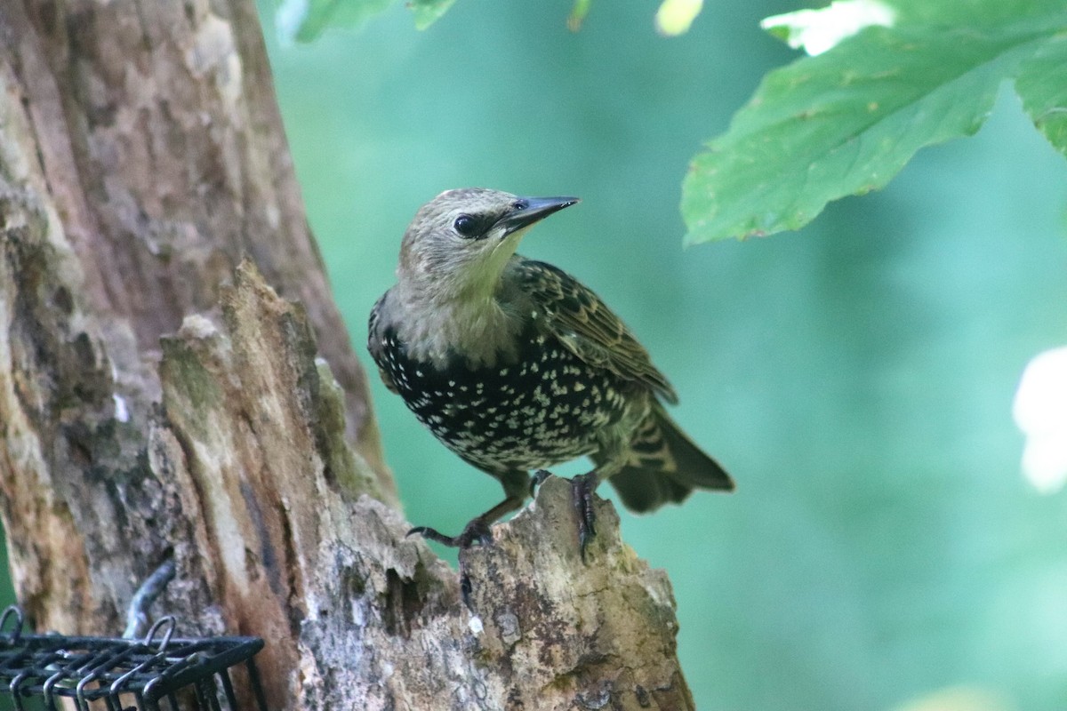 European Starling - ML261894971