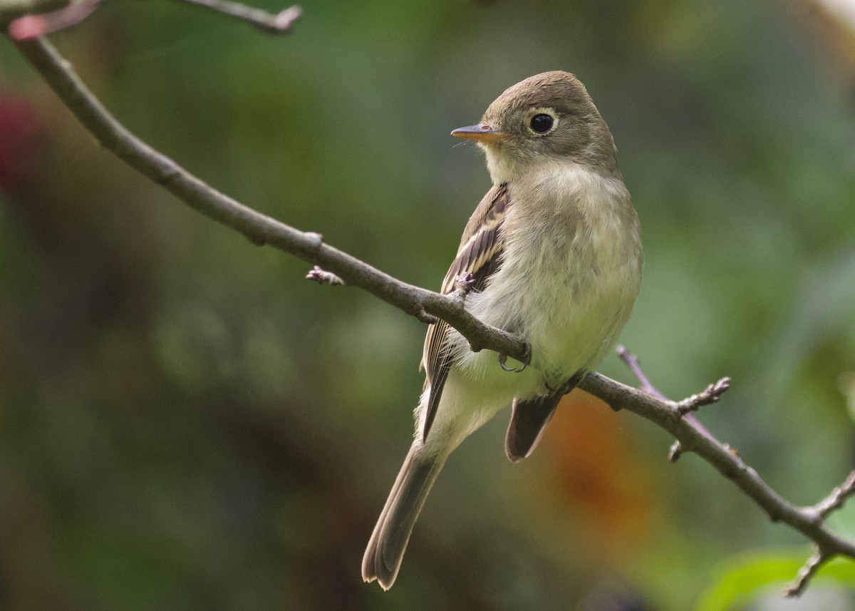 Western Flycatcher (Pacific-slope) - ML261896461