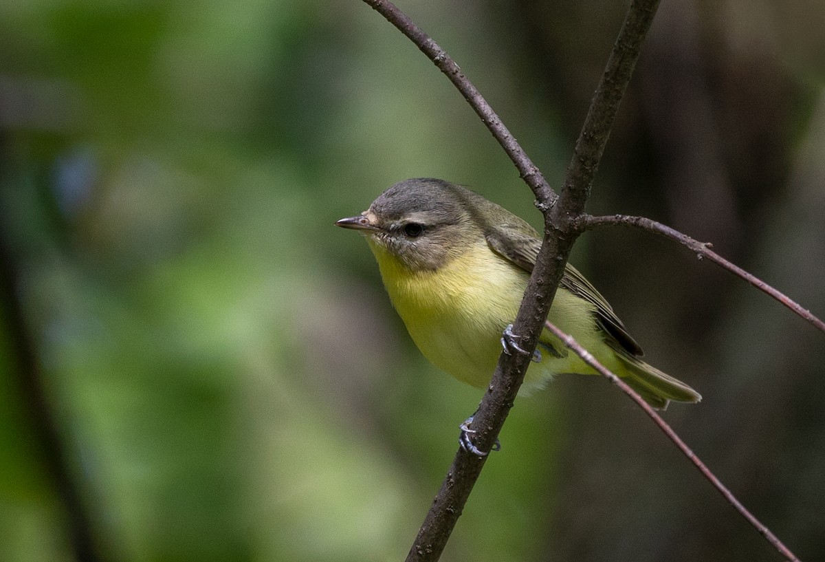 Philadelphia Vireo - ML261896831