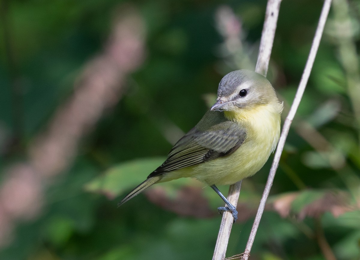 Philadelphia Vireo - ML261896841
