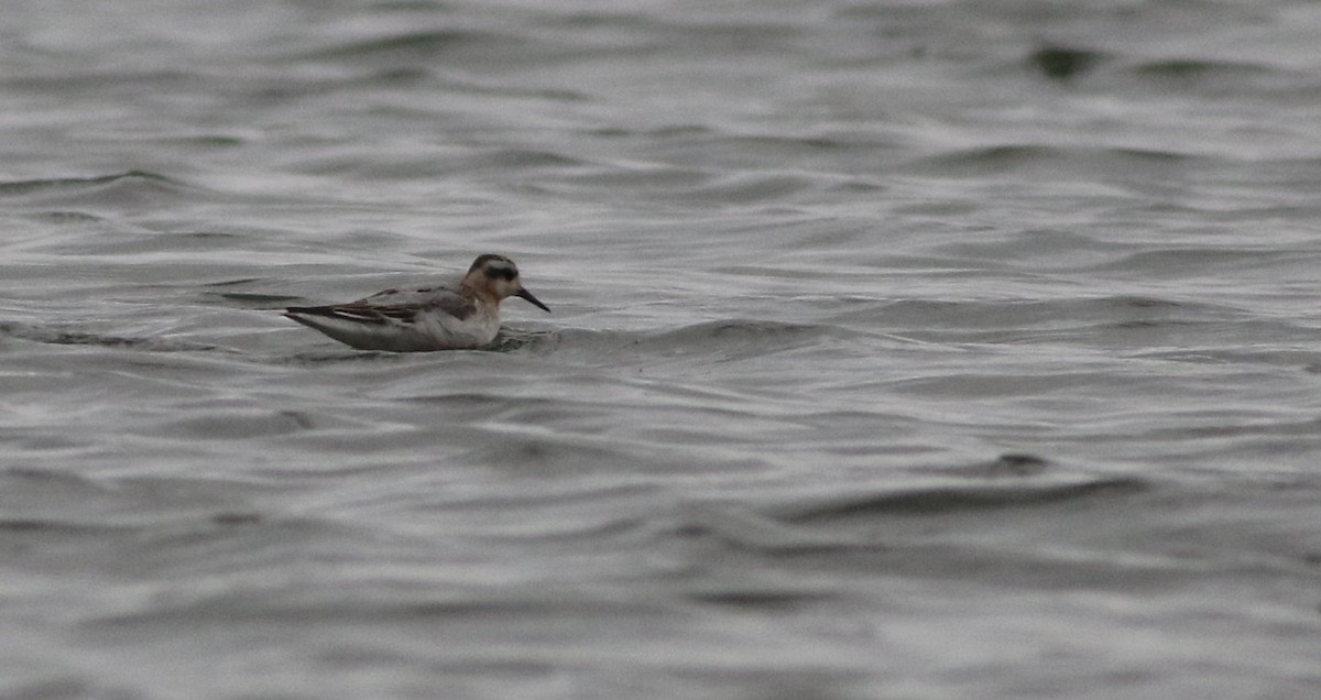 Red Phalarope - Matthew Brown