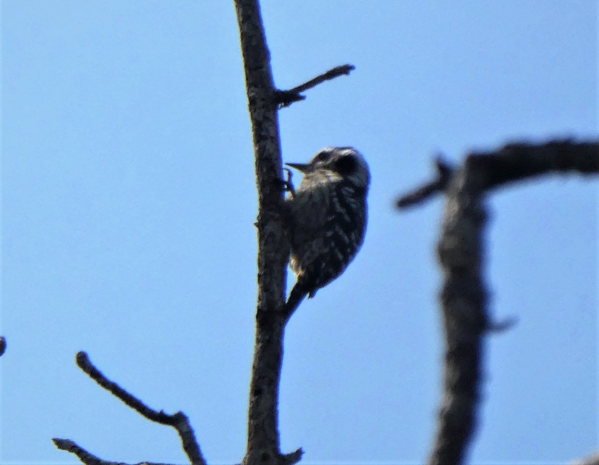 Gray-capped Pygmy Woodpecker - ML261899171