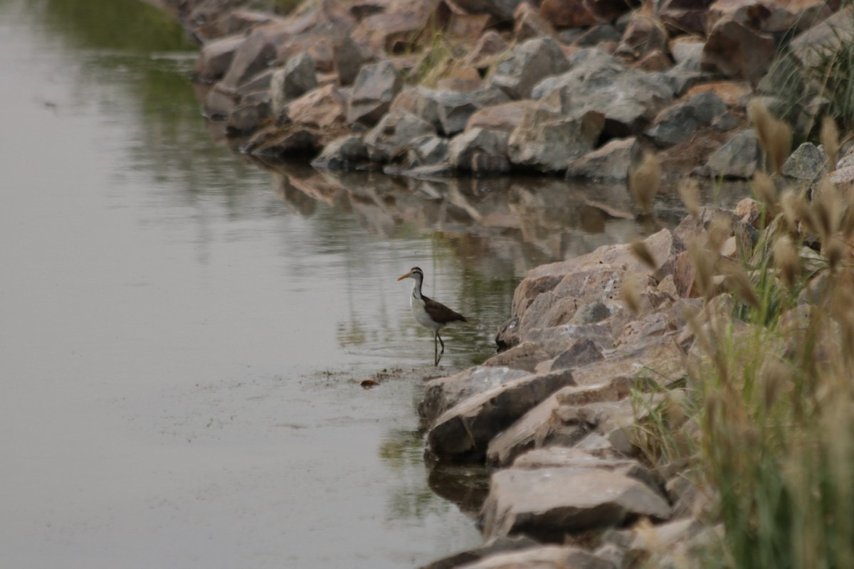 Northern Jacana - ML261899361