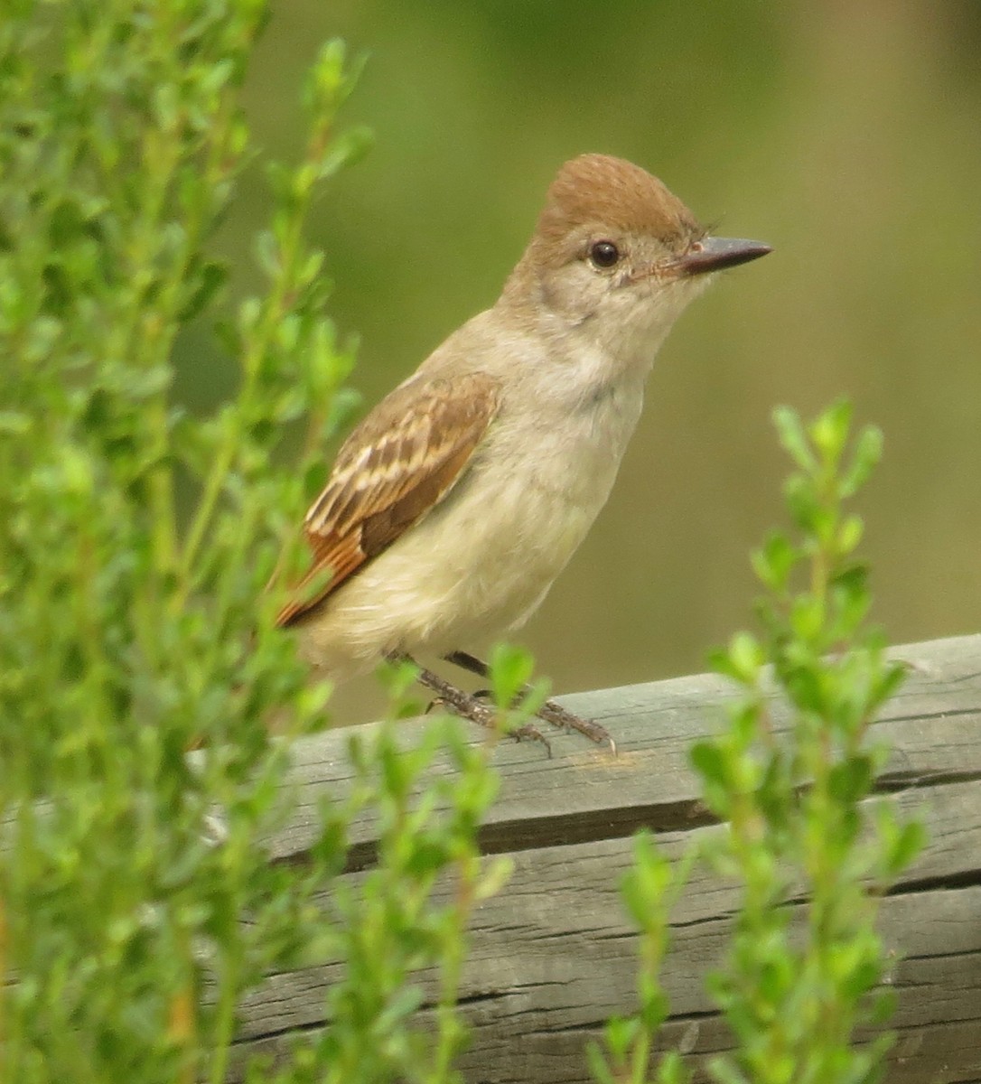 Ash-throated Flycatcher - Thomas Wurster