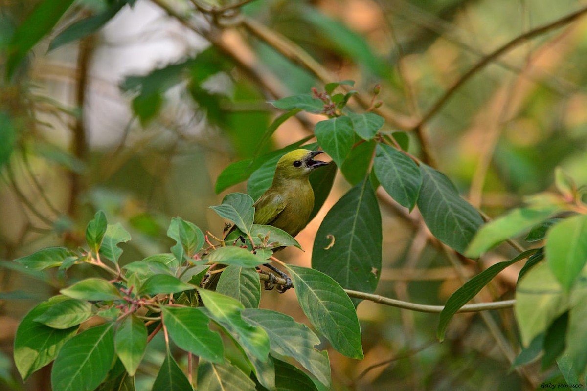 Palm Tanager - Dante Gabriel Moresco