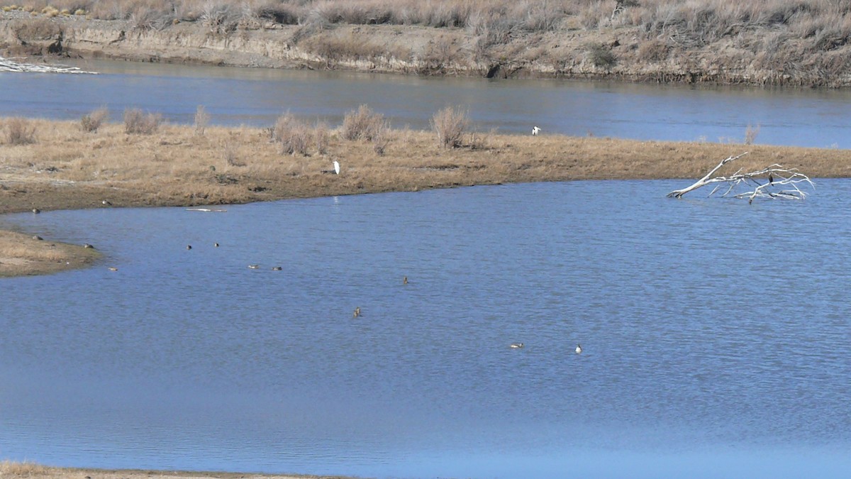 Great Egret - ML261901961