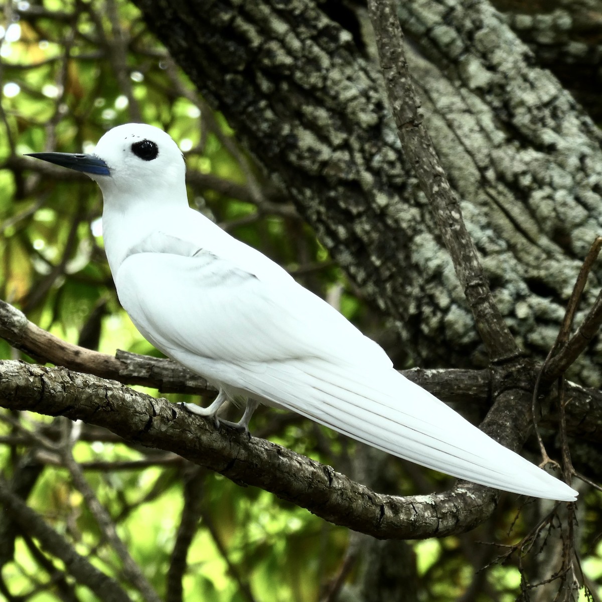 White Tern - ML261905421