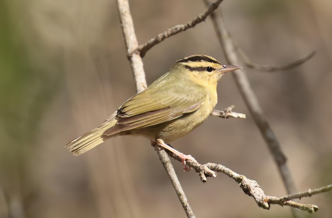 Worm-eating Warbler - ML261906221