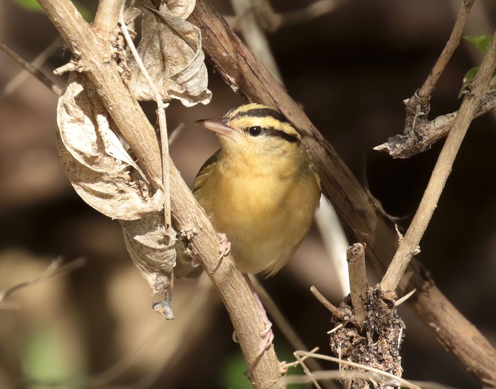 Worm-eating Warbler - ML261906231