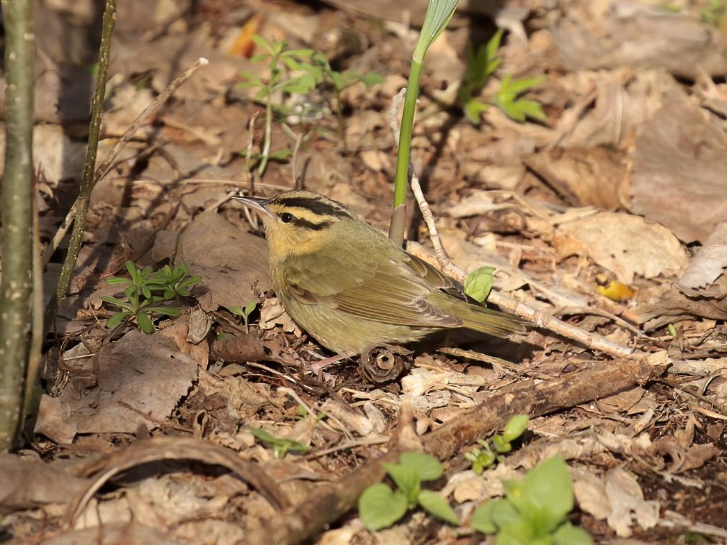 Worm-eating Warbler - ML261906241