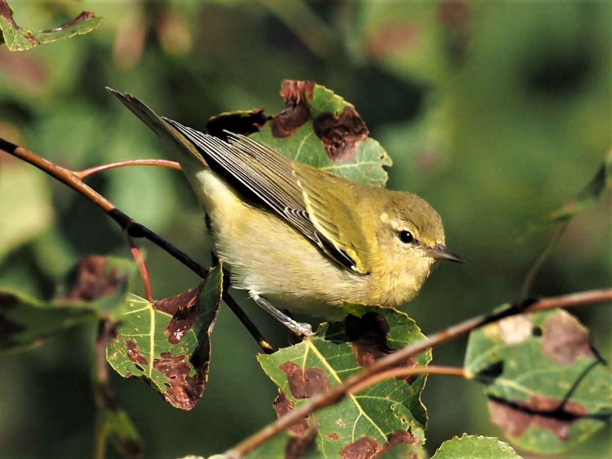 Tennessee Warbler - ML261906631