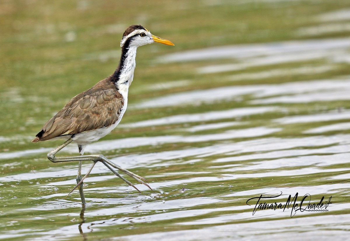 Northern Jacana - ML261906931
