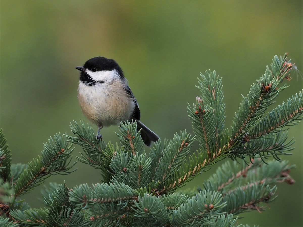 Black-capped Chickadee - ML261907061