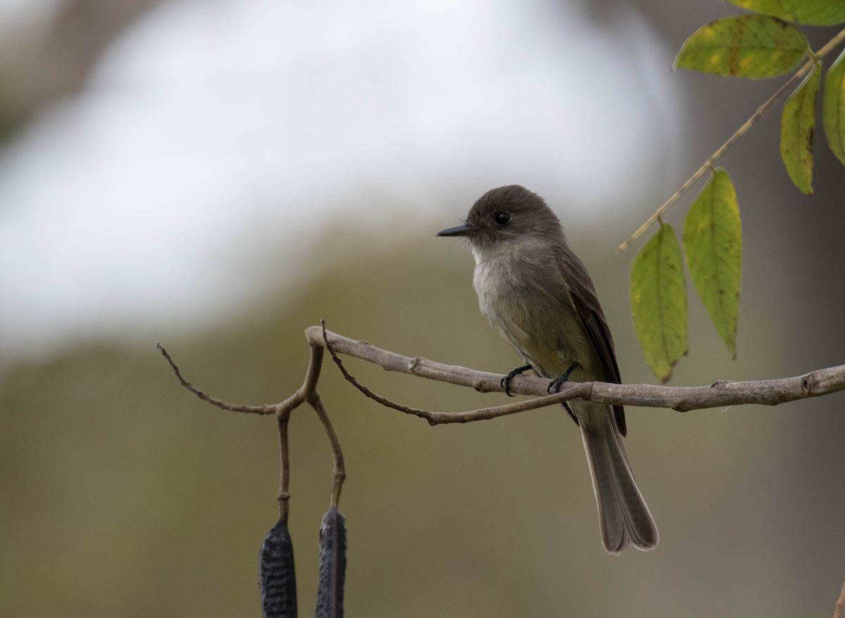 Hispaniolan Pewee - Ross Gallardy