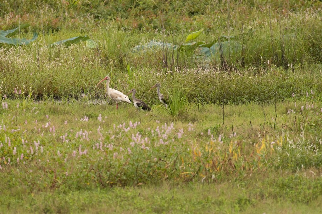 ibis bílý - ML261909051