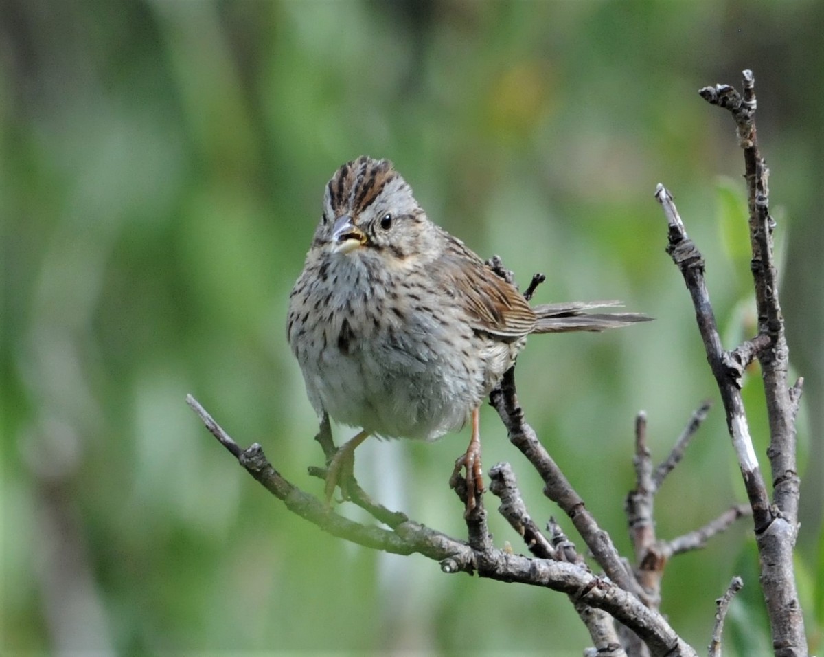 Lincoln's Sparrow - ML261909491