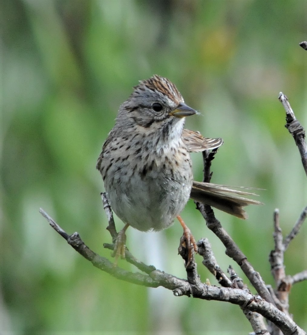 Lincoln's Sparrow - ML261909511