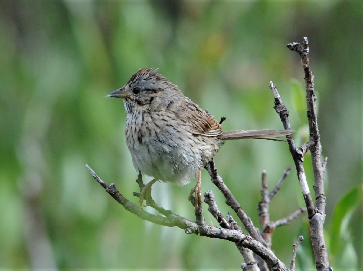 Lincoln's Sparrow - ML261909531