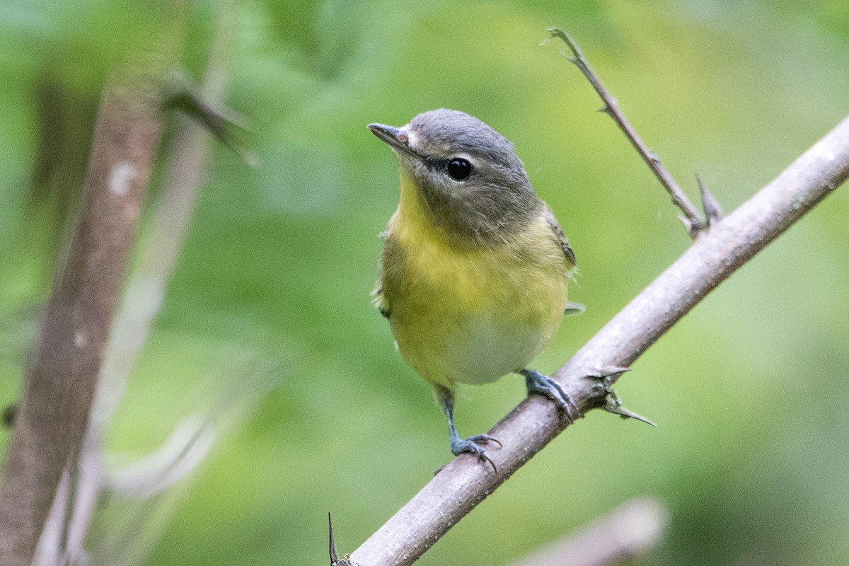 Philadelphia Vireo - Sue Barth