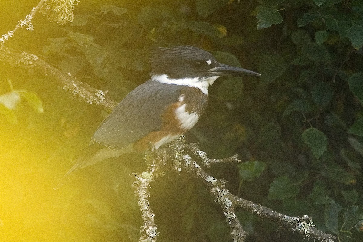Belted Kingfisher - ML261911631