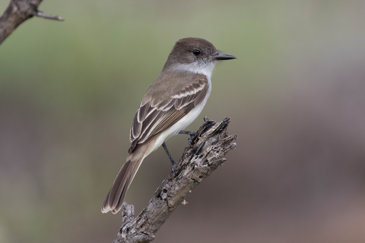 Puerto Rican Flycatcher - Ross Gallardy