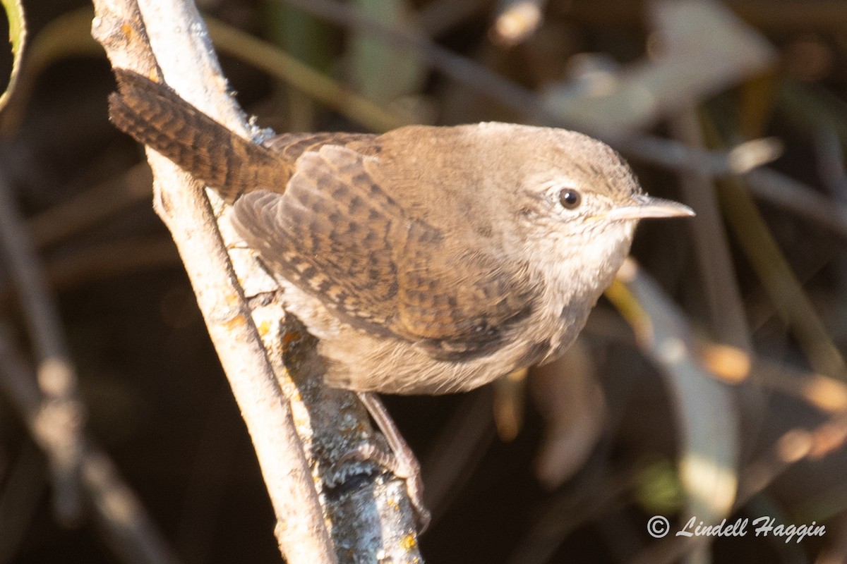 House Wren - ML261913731