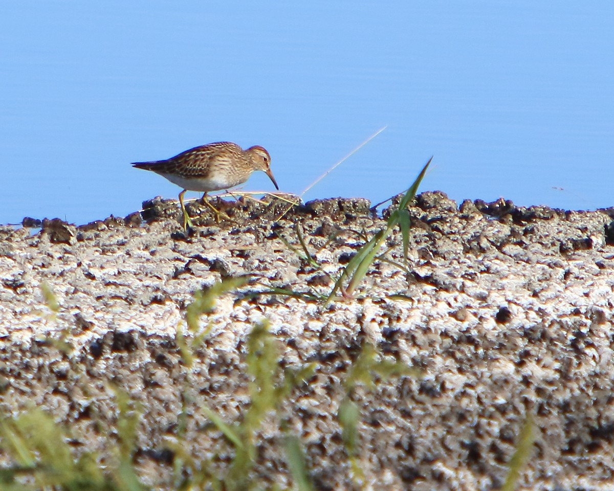 Pectoral Sandpiper - Cullen Clark