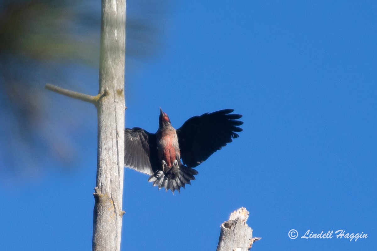 Lewis's Woodpecker - ML261914551