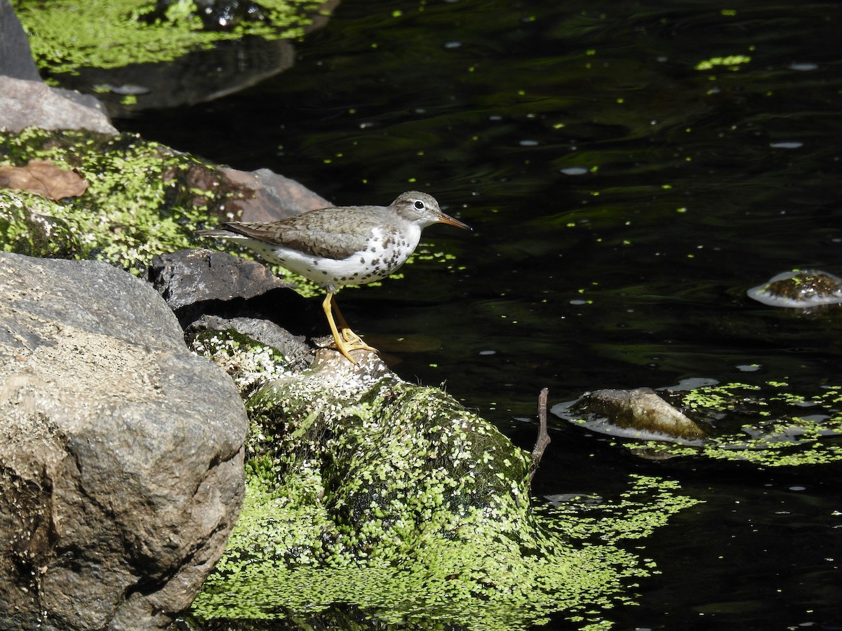 Spotted Sandpiper - ML261915361