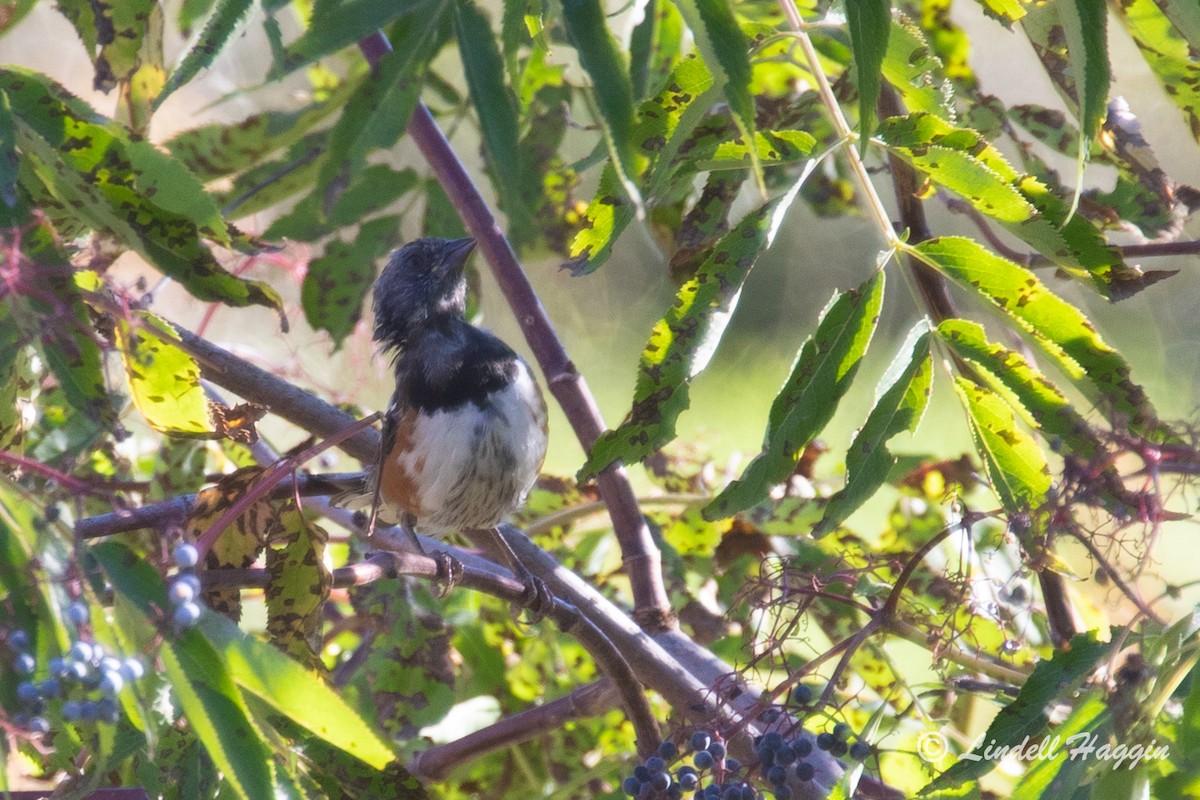 Spotted Towhee - ML261915511