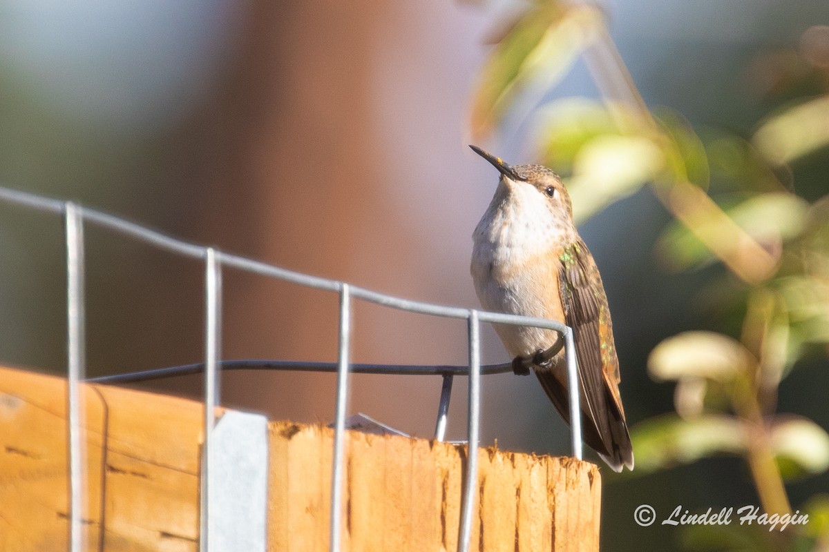 Rufous Hummingbird - ML261916211