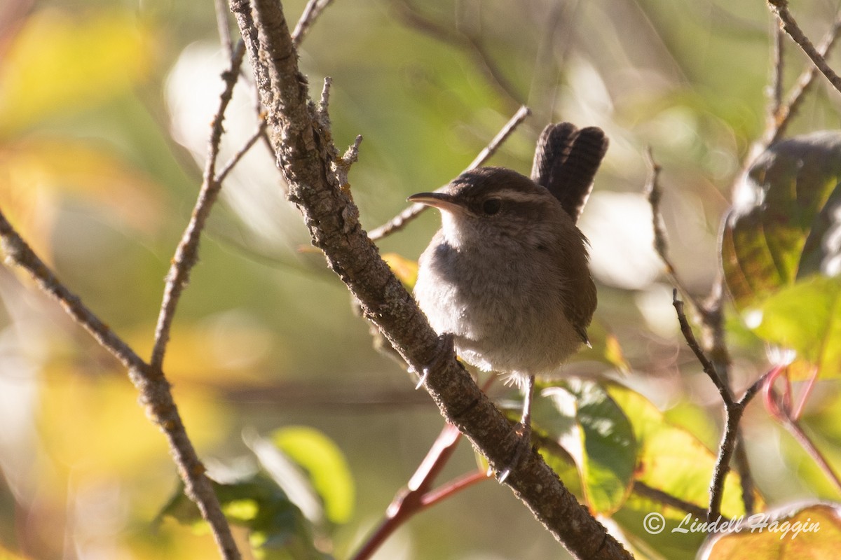 Bewick's Wren - ML261916761