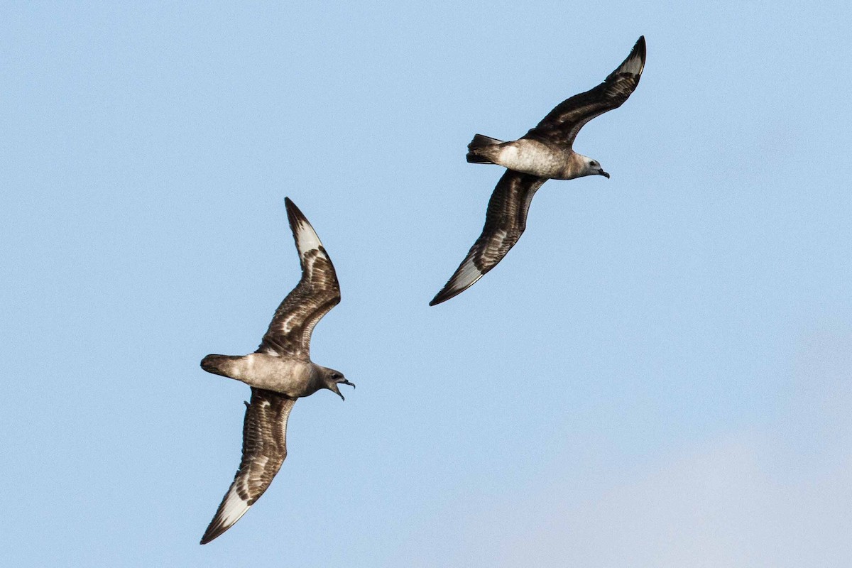 Kermadec Petrel - Eric VanderWerf