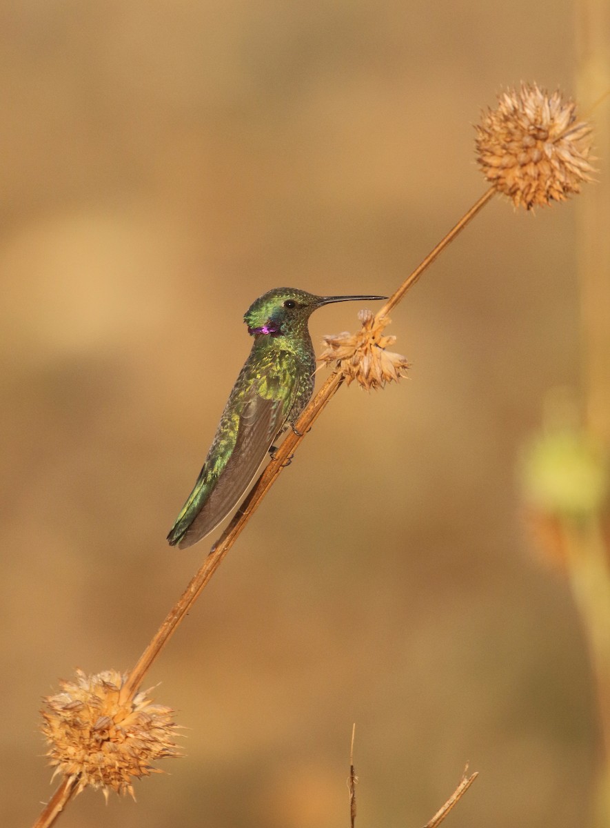 White-vented Violetear - ML261917741