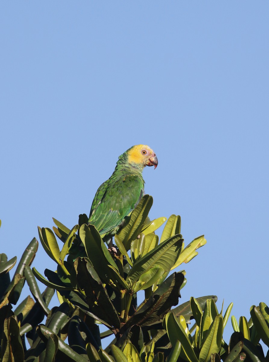 Yellow-faced Parrot - Daniel Branch