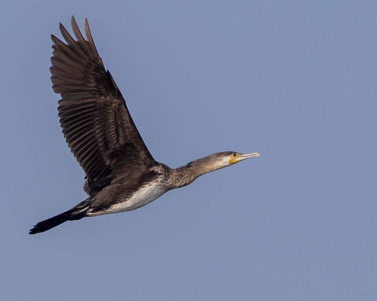 Great Cormorant - ML261918451