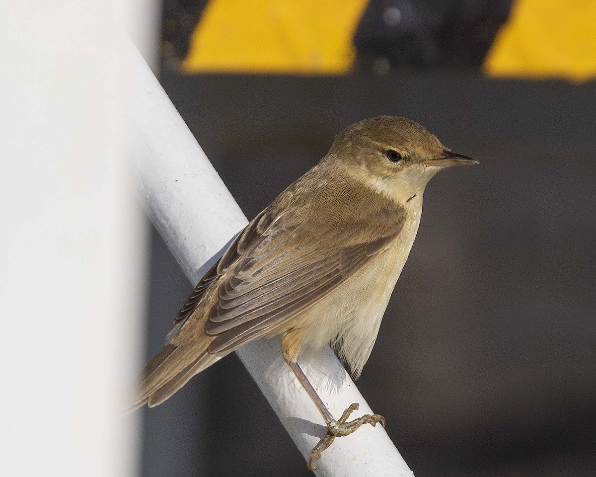 Common Reed Warbler - ML261918501