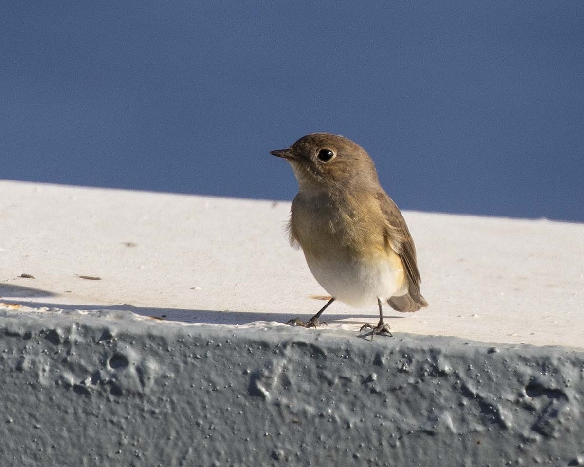 Red-breasted Flycatcher - ML261919021