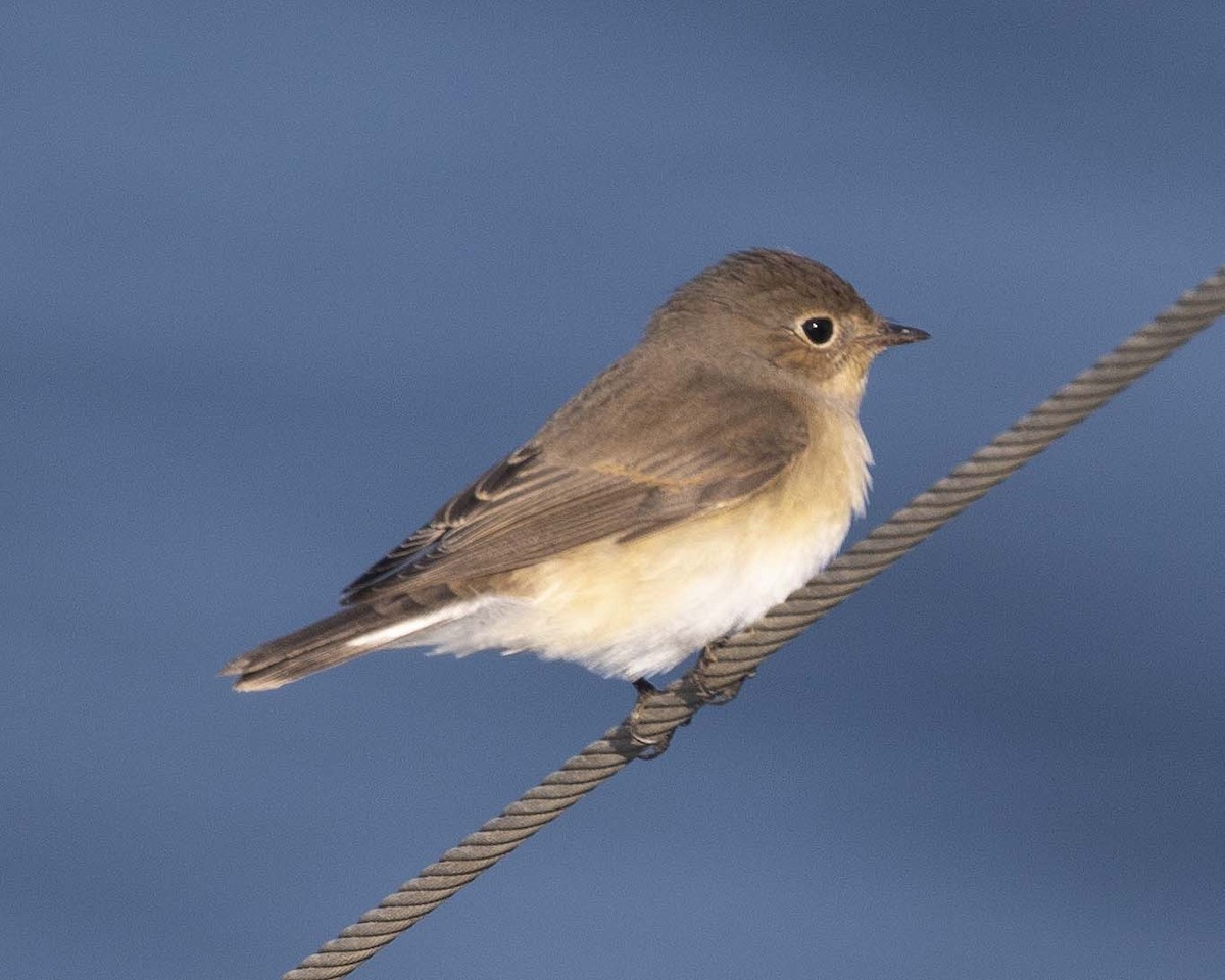 Red-breasted Flycatcher - ML261919311