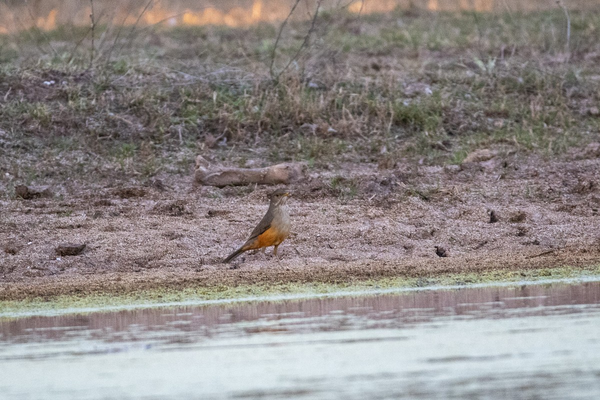 Rufous-bellied Thrush - Ana Merlo