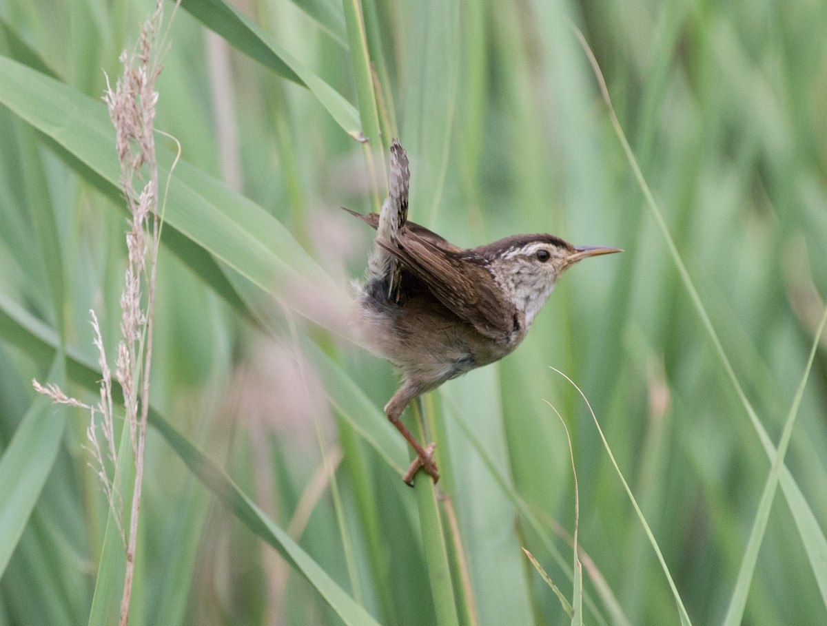 Marsh Wren - ML261921381