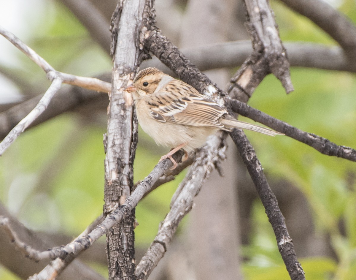 Clay-colored Sparrow - ML261921621