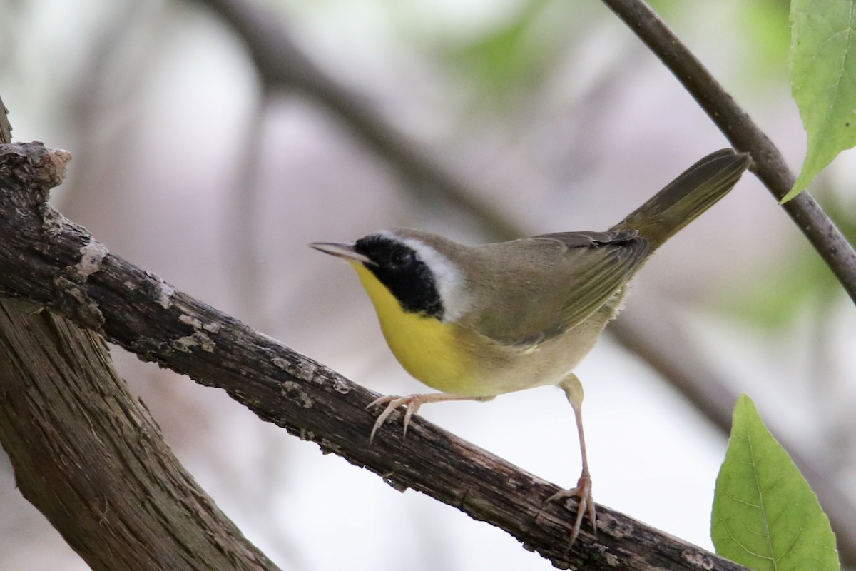 Common Yellowthroat - ML261922161