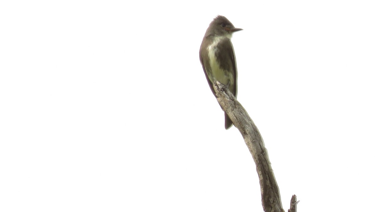 Olive-sided Flycatcher - Rick Robinson