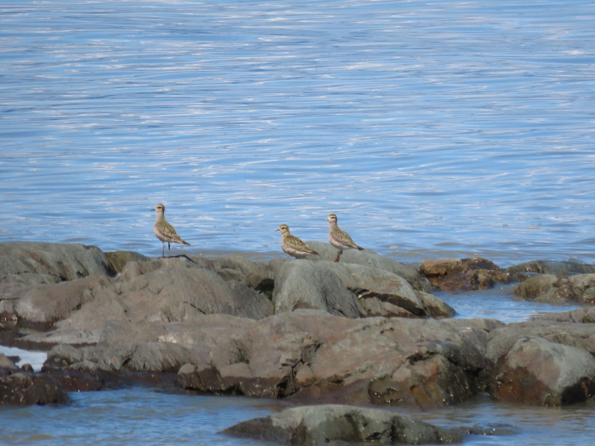 American Golden-Plover - ML261923161