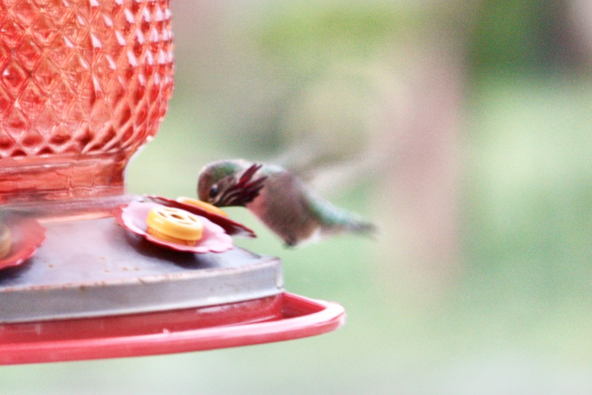 Calliope Hummingbird - ML261923721