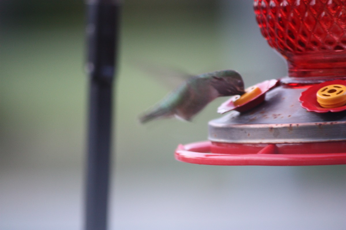 Calliope Hummingbird - ML261923741