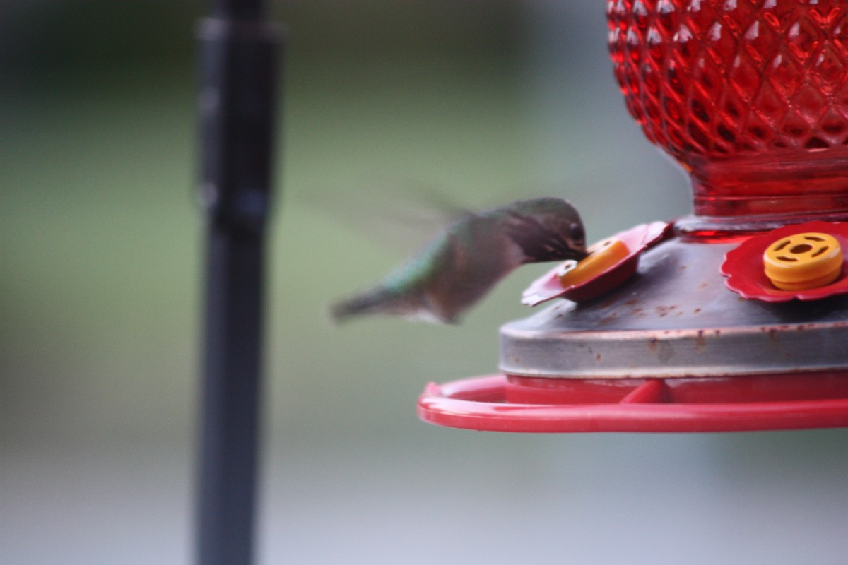 Calliope Hummingbird - ML261923751