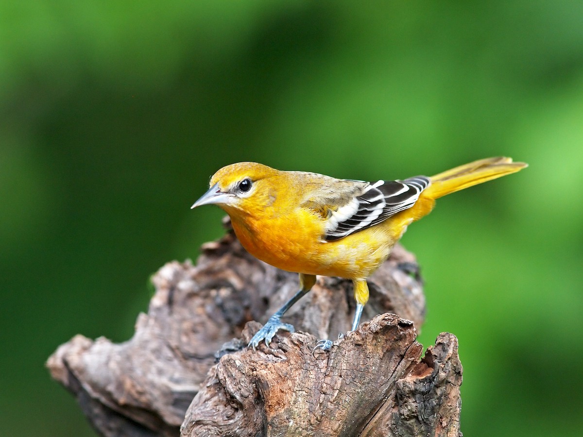 Baltimore Oriole - Gary Mueller